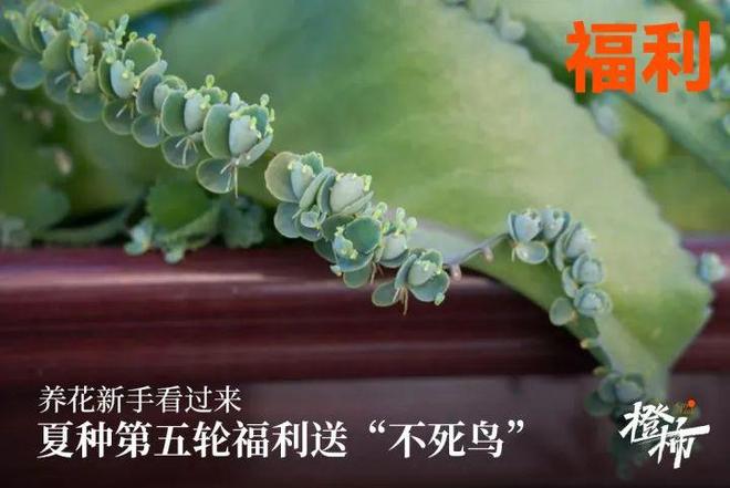 州四时主题丝巾……橙柿福利送不停开元ky棋牌超萌浙BA周边、杭(图12)